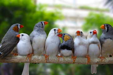 Group of Zebra finches perched on branch, green background