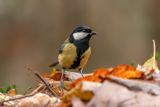 Great Tit (Parus major) in an forest covered with colorful leaves. Autumn day in a deep forest in the Netherlands. © Albert Beukhof
