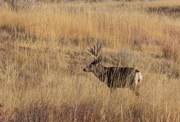 Obraz na płótnie Canvas Mule Deer Buck in the Rut in Colorado in Autumn