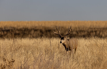 Mule Deer Buck in the Rut in Colorado in Autumn