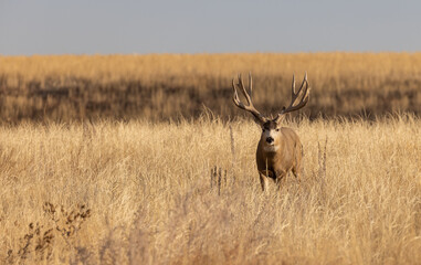 Mule Deer Buck in the Rut in Colorado in Autumn