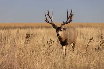 Mule Deer Buck in the Rut in Colorado in Autumn