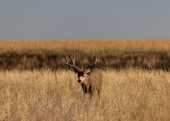 Mule Deer Buck in the Rut in Colorado in Autumn