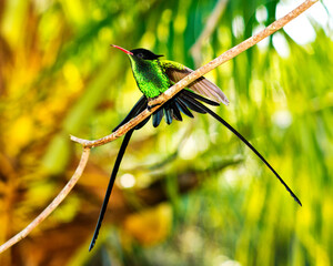 A male Red-billed Streamertail Hummingbird perches on a branch in his favorite Bougenvilla Tree while keeping an eye out for females and rival male hummingbirds.