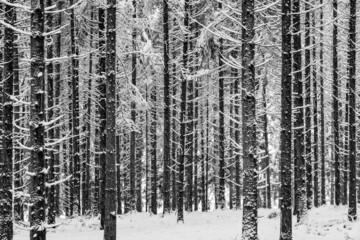 Frischer Schnee auf Bäumen in einem Fichtenwald