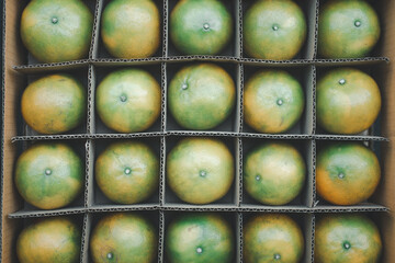 Fresh orange fruit arranged in a paper carton box