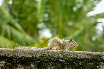 Obraz premium squirrel in the wall