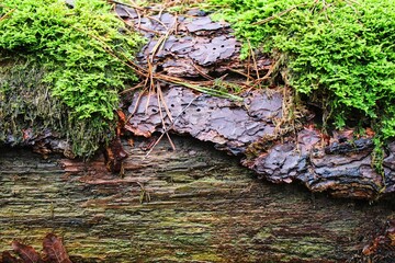 Wet forest nature tree outdoor wood texture