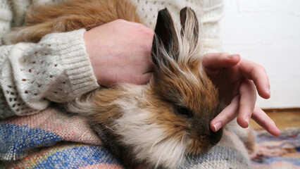 Hare, rabbit in the arms of the owner. Favorite fluffy pet.