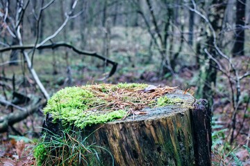 Tree trunk wood nature closeup