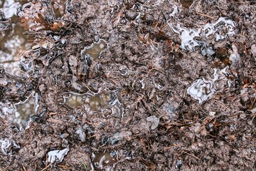 Mud forest wet brown background