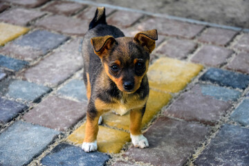 Fototapete bei efototapeten.de bestellen   