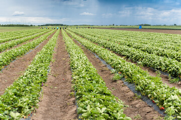 Fototapeta na wymiar Strawberry harvest in a spring on the agricultural field