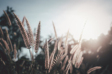 Grass flower in soft focus and blurred with vintage style for background. outdoor in light sunshine...