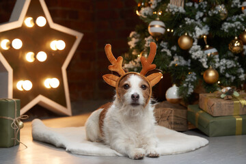 Happy christmas dog in deer antlers. jack russell in a festive home interior. holidays with a pet near a new year tree - obrazy, fototapety, plakaty