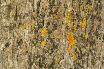 A close-up of a wooden pole covered with algae and mosses
