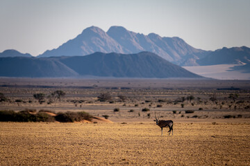 Fototapeta na wymiar Oryx at sunrise at Namib Desert, Namibia