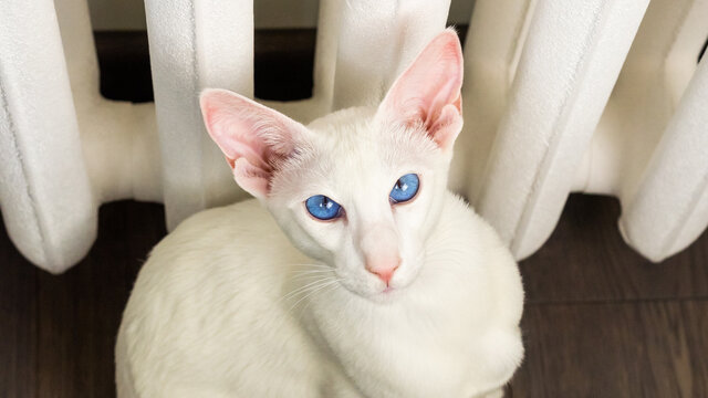Portrait of oriental shorthair white cat with blue eyes sitting near heating battery