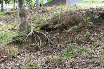 tree in the forest