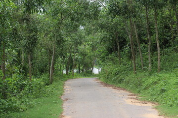 path in the woods