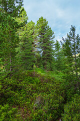 Fototapeta premium The forest and nature in the early morning in the Dolomites, near Passo delle Erbe, Trentino - Alto Adige, Italy - August 2021.