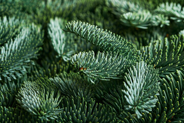 Christmas background of wild fir tree branches, holy plant, pinecones. Border design. Top view. Mock up.