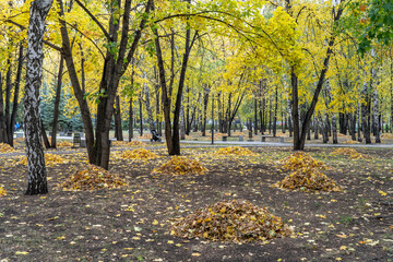 Naklejka premium Autumn Park. Fallen leaves gathered in heaps between the tree trunks.