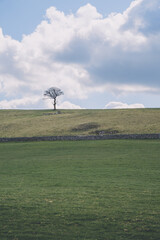 Fototapeta na wymiar Lone tree on hill, Peak District, UK