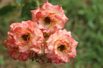 red and yellow flowers