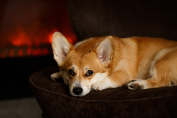 A cute corgi dog lies on the sofa by fireplace enjoying the warmth and comfort of the house in the evening.