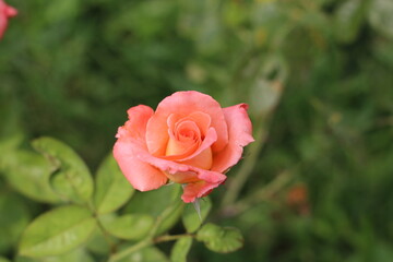 pink rose in garden