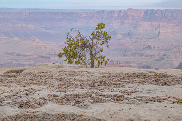 tree in the desert