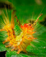 caterpillar on a leaf looks is doing warming up 
