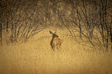 Dik dik, the smallest antelope, Etosha Park, Namibia