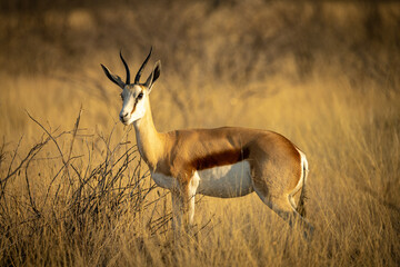 Springbok in Etosha Park, Namibia