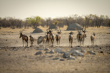 Fototapeta na wymiar A variety of animals in Etosha Park, Namibia
