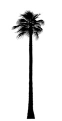 palm tree on white background. Isolated garden element