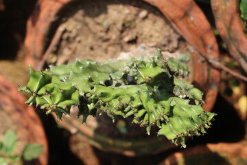 close up of a plant