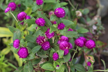 purple flowers in the garden