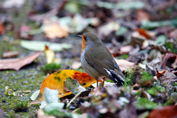 Eurasian robin perched on the fence and path