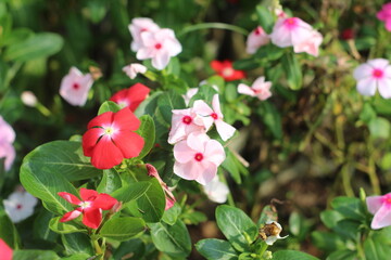 pink and white flowers