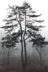 tree in fog