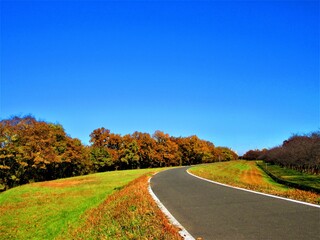 秋の散歩道