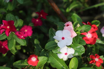 flowers in the garden