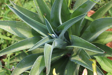 aloe vera plants
