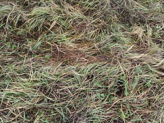 Dry and green winter grass background