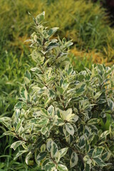 rosemary on the ground