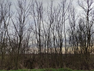 Trees without foliage against the background of sky and field