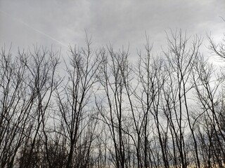 Branches of trees without foliage against the background of winter sky