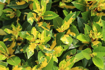 yellow leaves in the garden